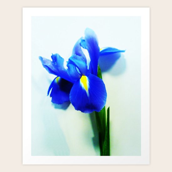 Iris Art Print