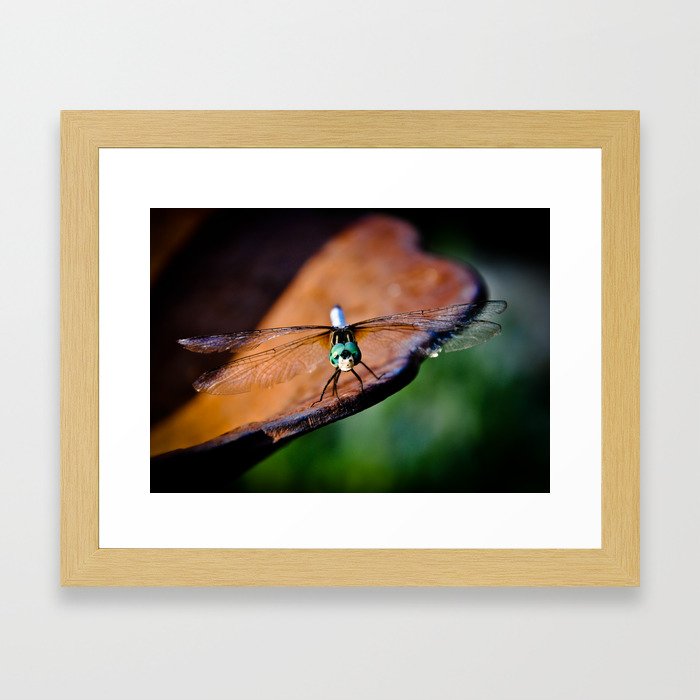 Dragonfly....smile Framed Art Print