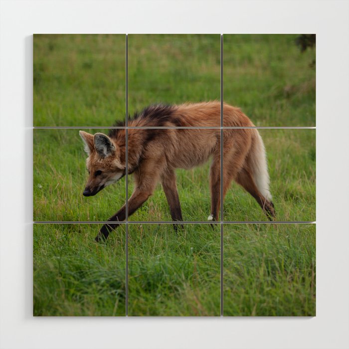 Argentina Photography - A Beautiful Maned Wolf Walking On A Field Of Grass Wood Wall Art