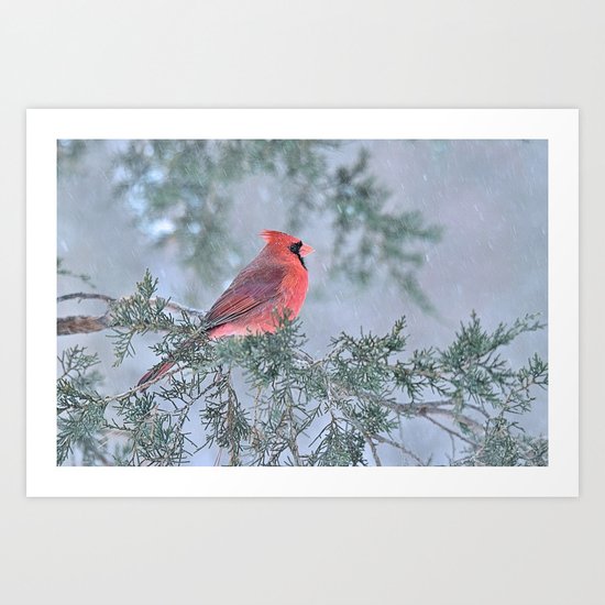 Sleet Cardinal Art Print