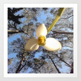 Snowdrop, in a state of springinduced fuzziness Art Print