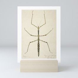 Stick Bug Vintage Drawing Mini Art Print