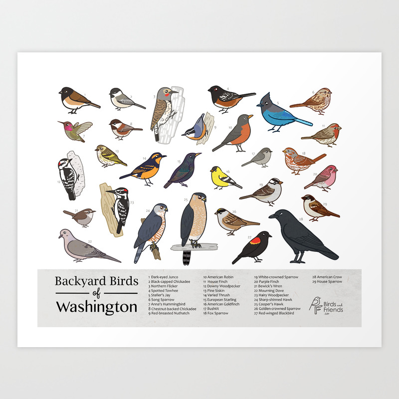 Washington State Printable Backyard Birds Of Washington Field Guide Print Printable Bird Art I Art Print