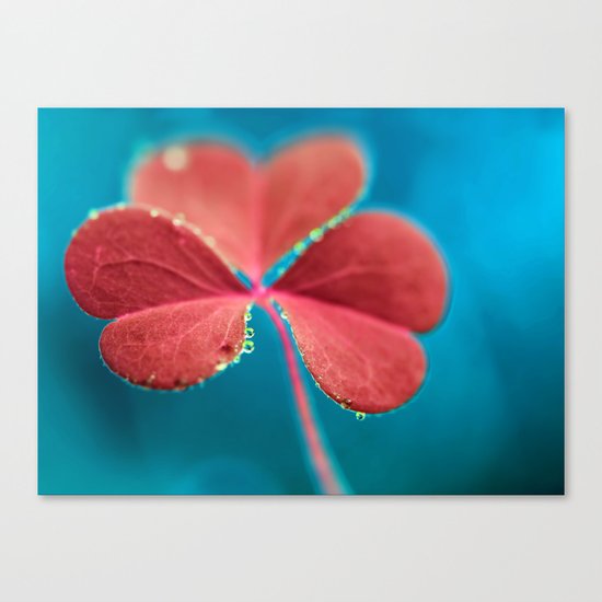 You turn my heart every which way - pink clover macro. Canvas Print