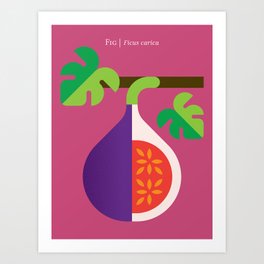 Fruit: Fig Art Print