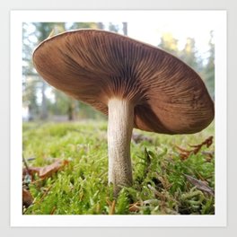 Kingdom of Fungi Art Print | Moss, Westcoast, Mushroom, Fungi, Canada, Photo, Juliettewoods, Powellriver, Sunshinecoast 