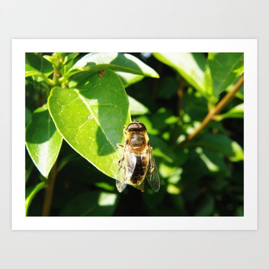 Not a Busy Bee #1 Art Print