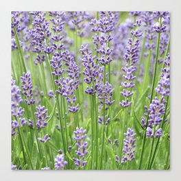Lavender 0218 Canvas Print