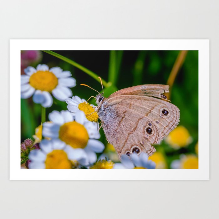 Butterfly Beginnings Photograph Art Print