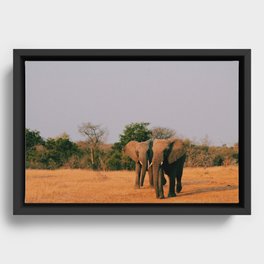 elephants during sunset Framed Canvas