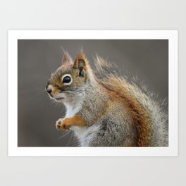 Beautiful Red Squirrel Portrait Art Print