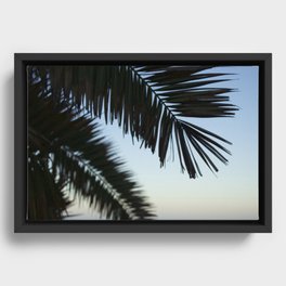 Palm Fronds at Dawn Framed Canvas