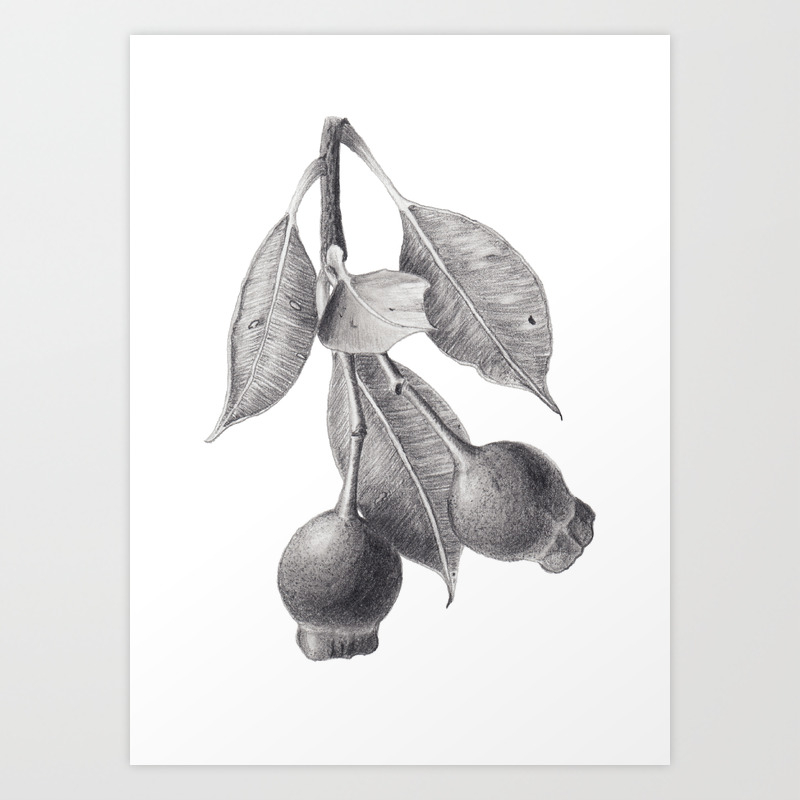 Gumnuts Graphite Pencil Drawing Art Print By Zoya Art Society6