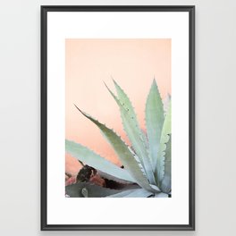 Agave Potatorum Framed Art Print