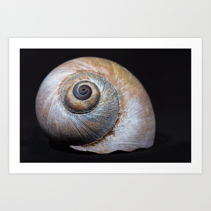 Moon snail sea shell 2863 Art Print