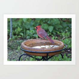 Feeding Cardinal Art Print