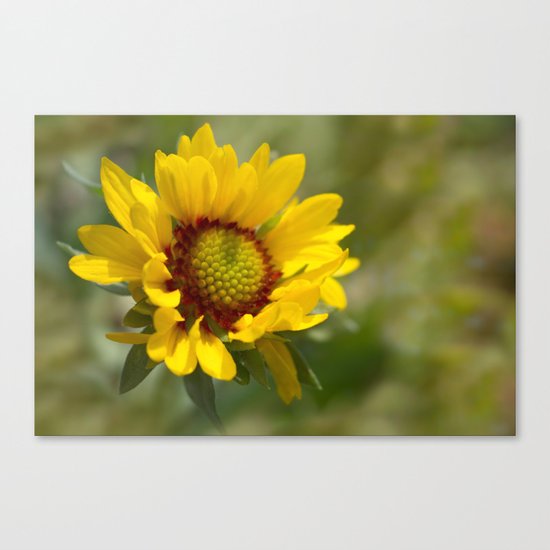 Sunny Delight Canvas Print