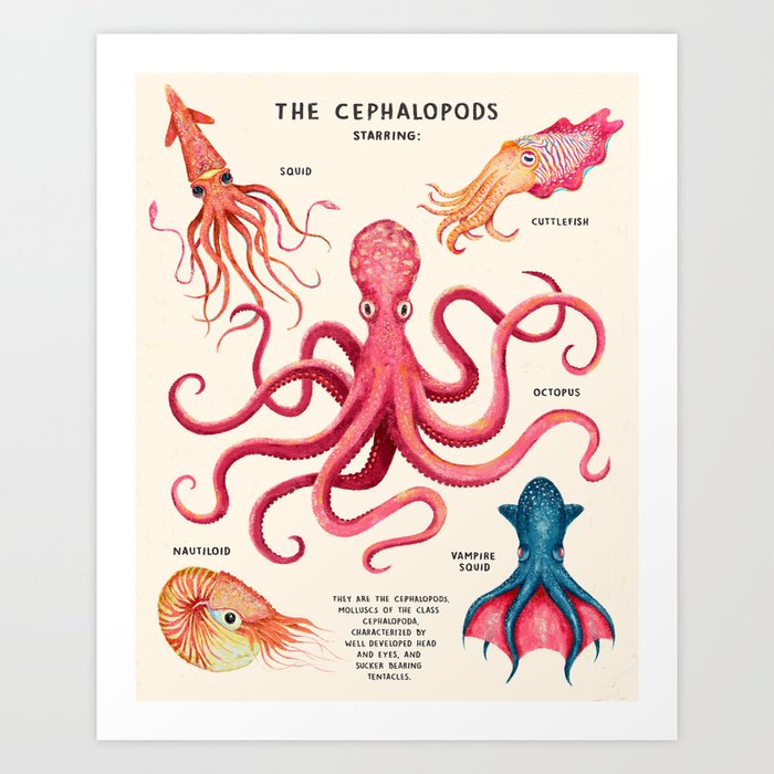 Antique Sea life Print Cephalopod no.4 Beach Pink Squid Wall Hanging Art Decor 