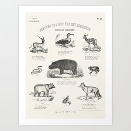 Animals Chart Art Print