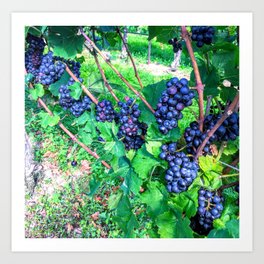 Ontario Grapes Art Print