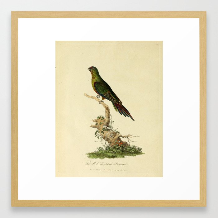 "The Red-Shouldered Paroquet" by Sarah Stone, 1790 Framed Art Print