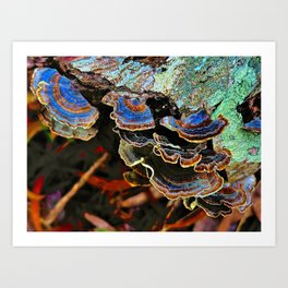 Forest Discovery by WordWorthyPhotos Art Print