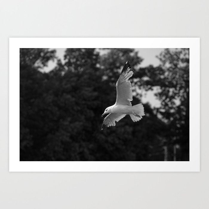 Seagull is hunting - Black and white wildlife photography Art Print
