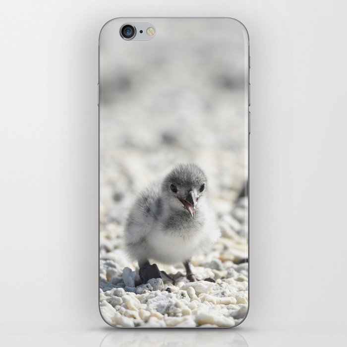 Baby nocturnal gull waiting for its parents to come back with some squid iPhone Skin