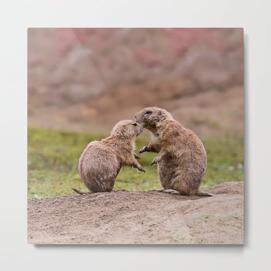 Cute little prairie dogs love Metal Print