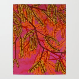 Mesquite Tree Branch at Sunset Poster