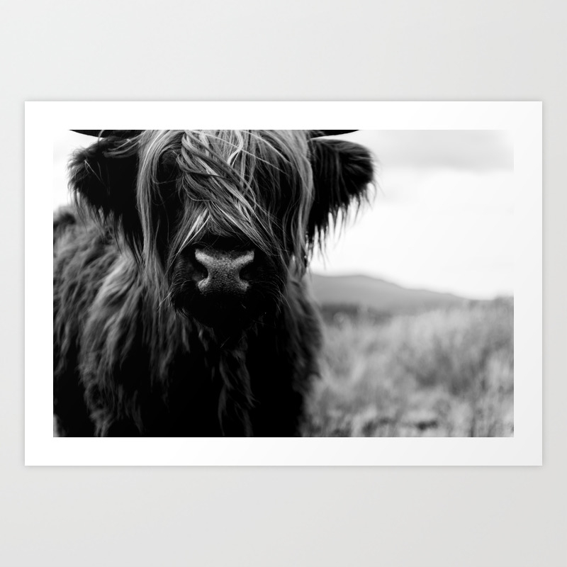 Scottish Highland Cattle Baby Black And White Animal Photography