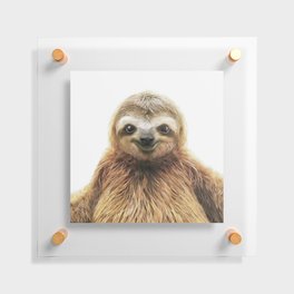 Young Sloth Floating Acrylic Print