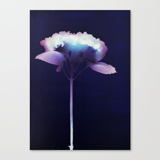 Photogram - Hydrangea II Canvas Print