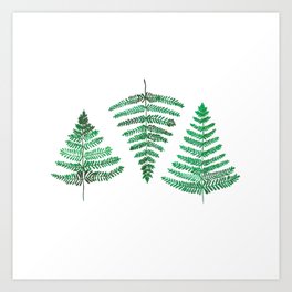 Fiordland Forest Ferns Art Print