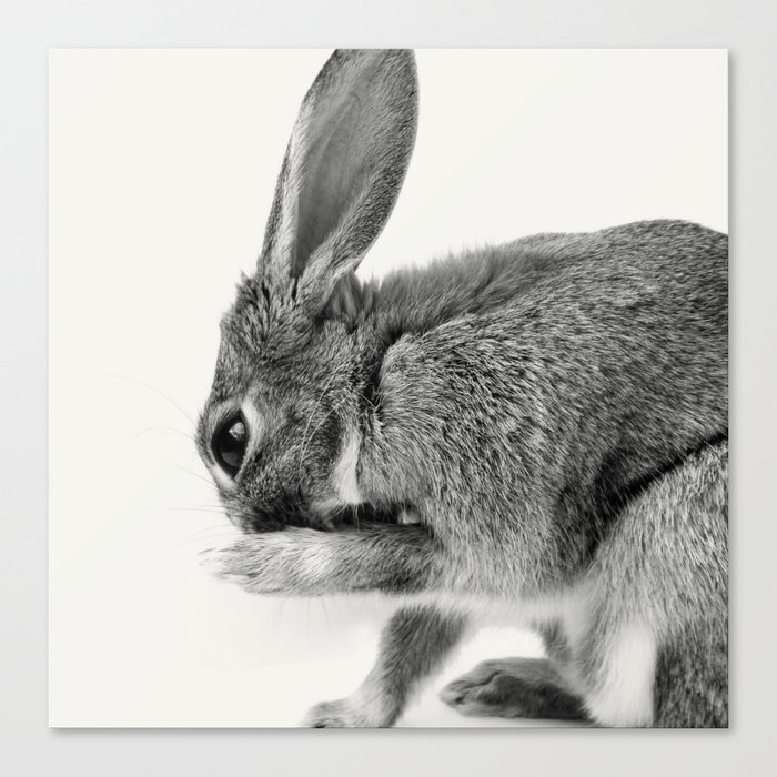 Rabbit Animal Photography Canvas Print