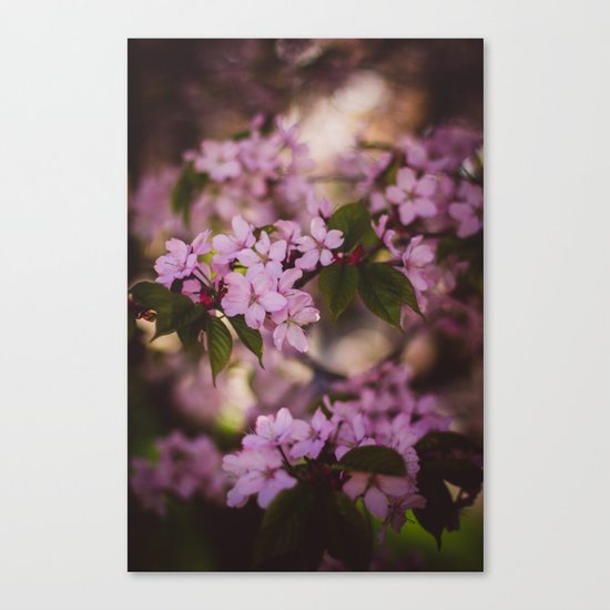 Beauty of Spring IV Canvas Print