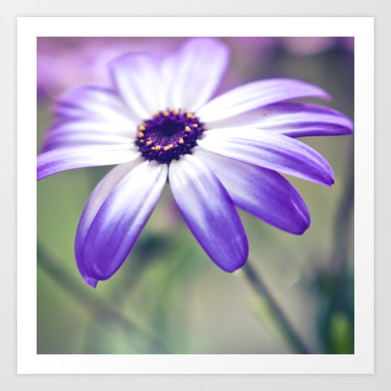 Serenity; Art Print