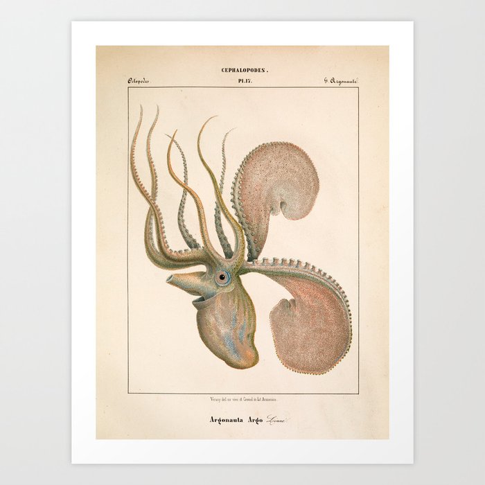 Argonauta Argo octopus (paper nautilus), 1851 Art Print