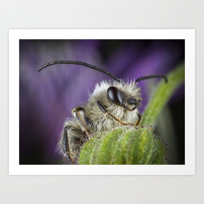 Little bee posing Art Print