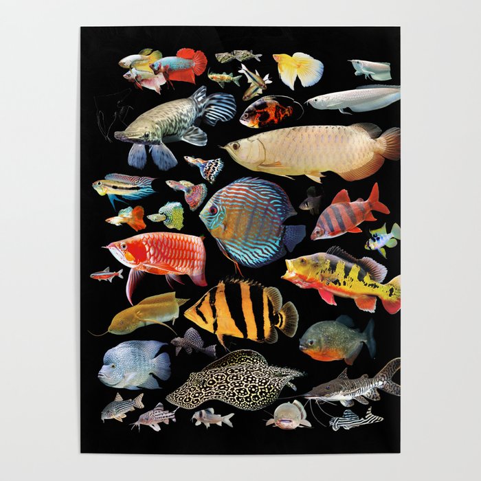 Tropical Fish Chart. Instant Download Digital Print, Wall Decor