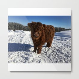 Fluffy Highland Cattle Calf 1538 Metal Print