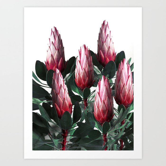 Protea Cynaroides Art Print
