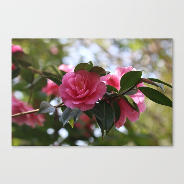 Pink Camellia Canvas Print