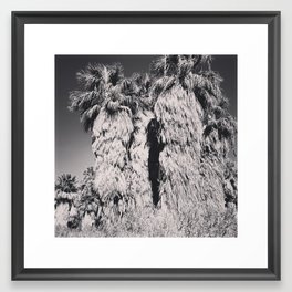 Coachella Palms3 Framed Art Print
