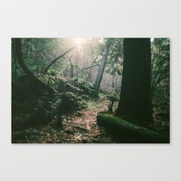 ORCAS ISLAND FOREST Canvas Print