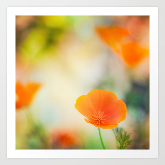 Poppy Rainbow Art Print