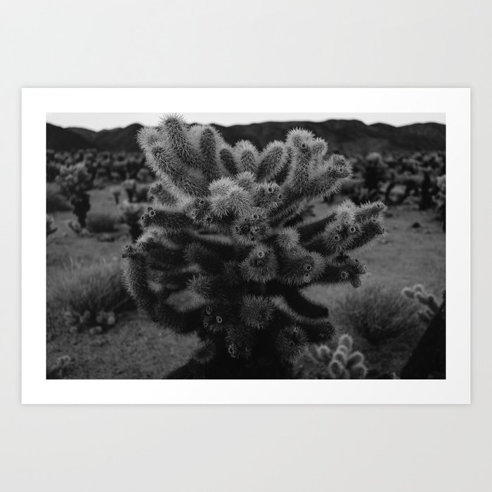 Cholla Cactus Garden XIII Art Print