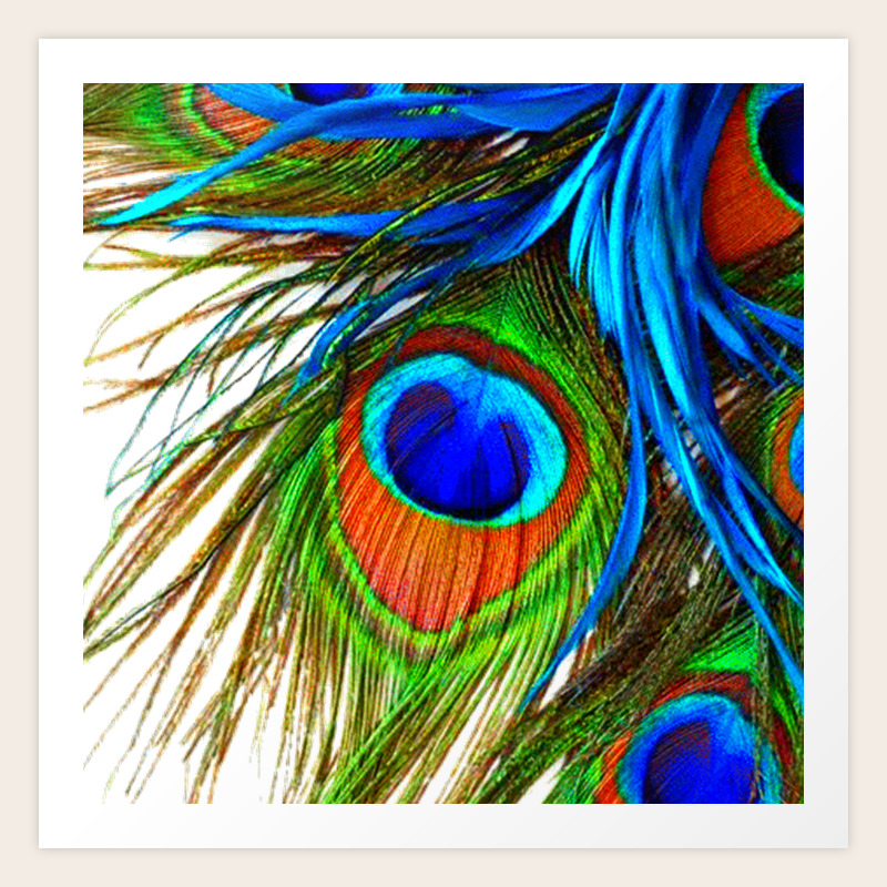 Blue Peacock Eye Feather Design Art Print By Sharlesart Society6
