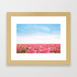 The Ranunculus Flower Fields 1 Framed Art Print