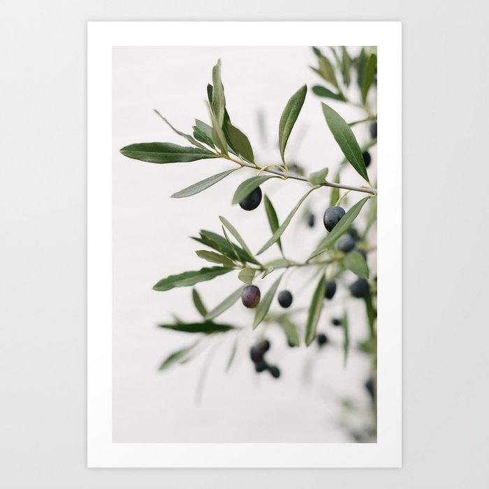 Green Olive branches | Olive Tree | Travel Photography | Art Print | Minimalistic | Fine Art Print Art Print